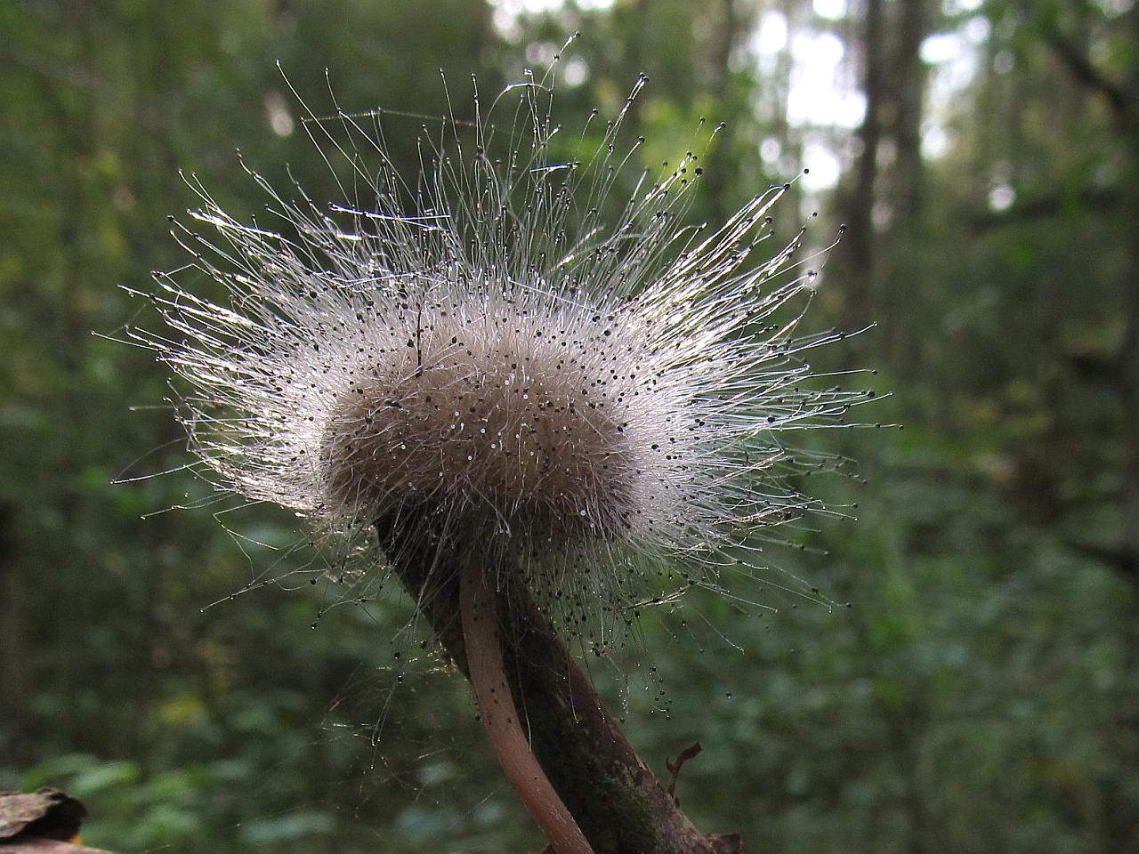 Spinellus fusiger