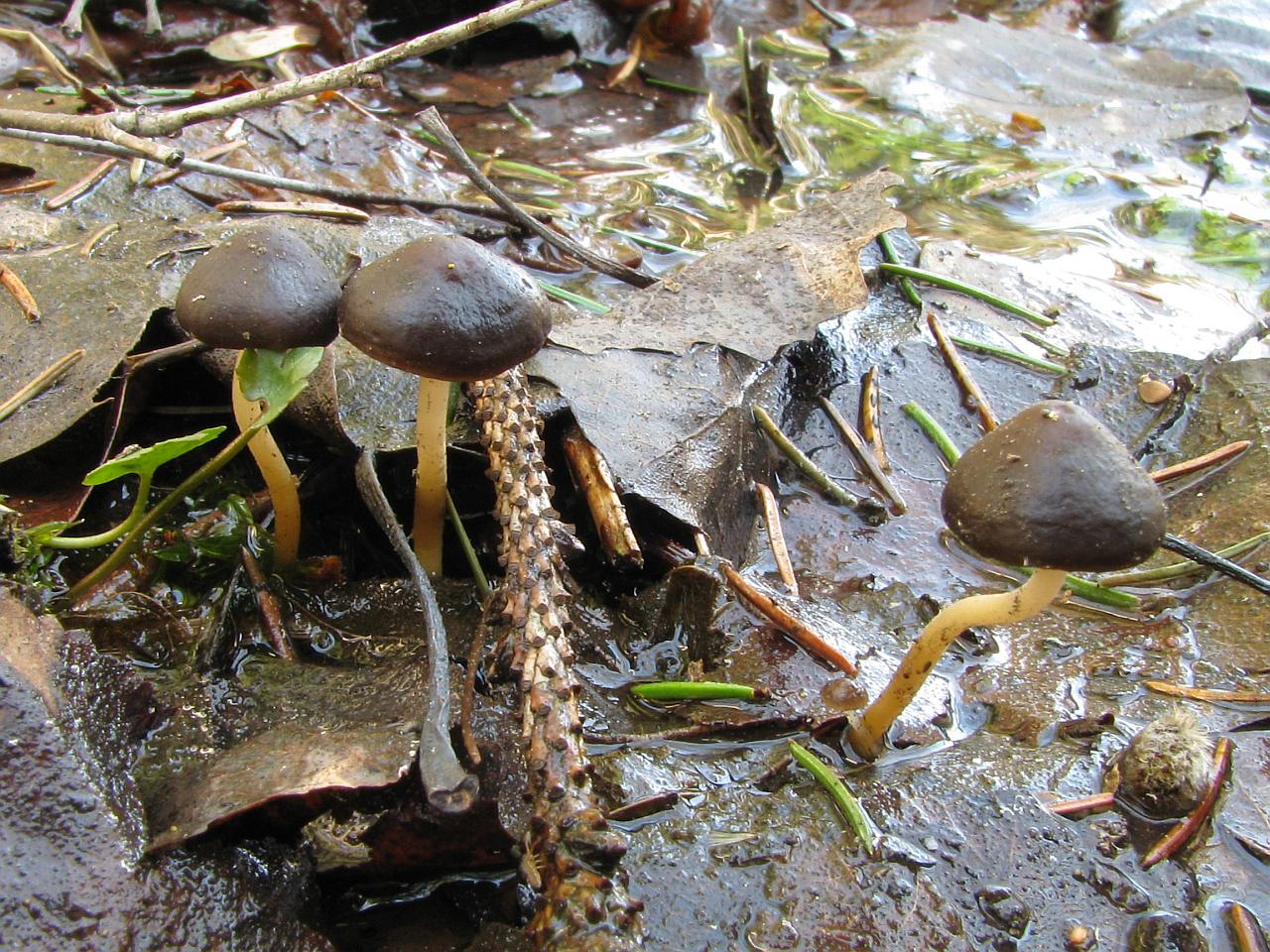 Strobilurus esculentus