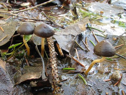 Strobilurus esculentus