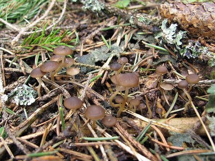 Strobilurus esculentus