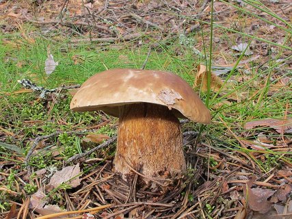 Boletus edulis