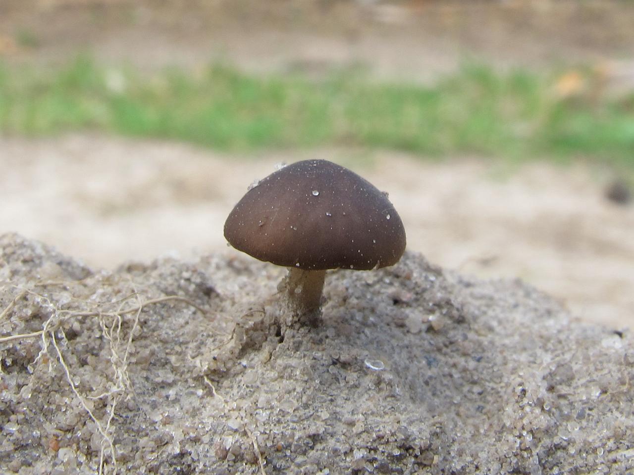 Strobilurus stephanocystis