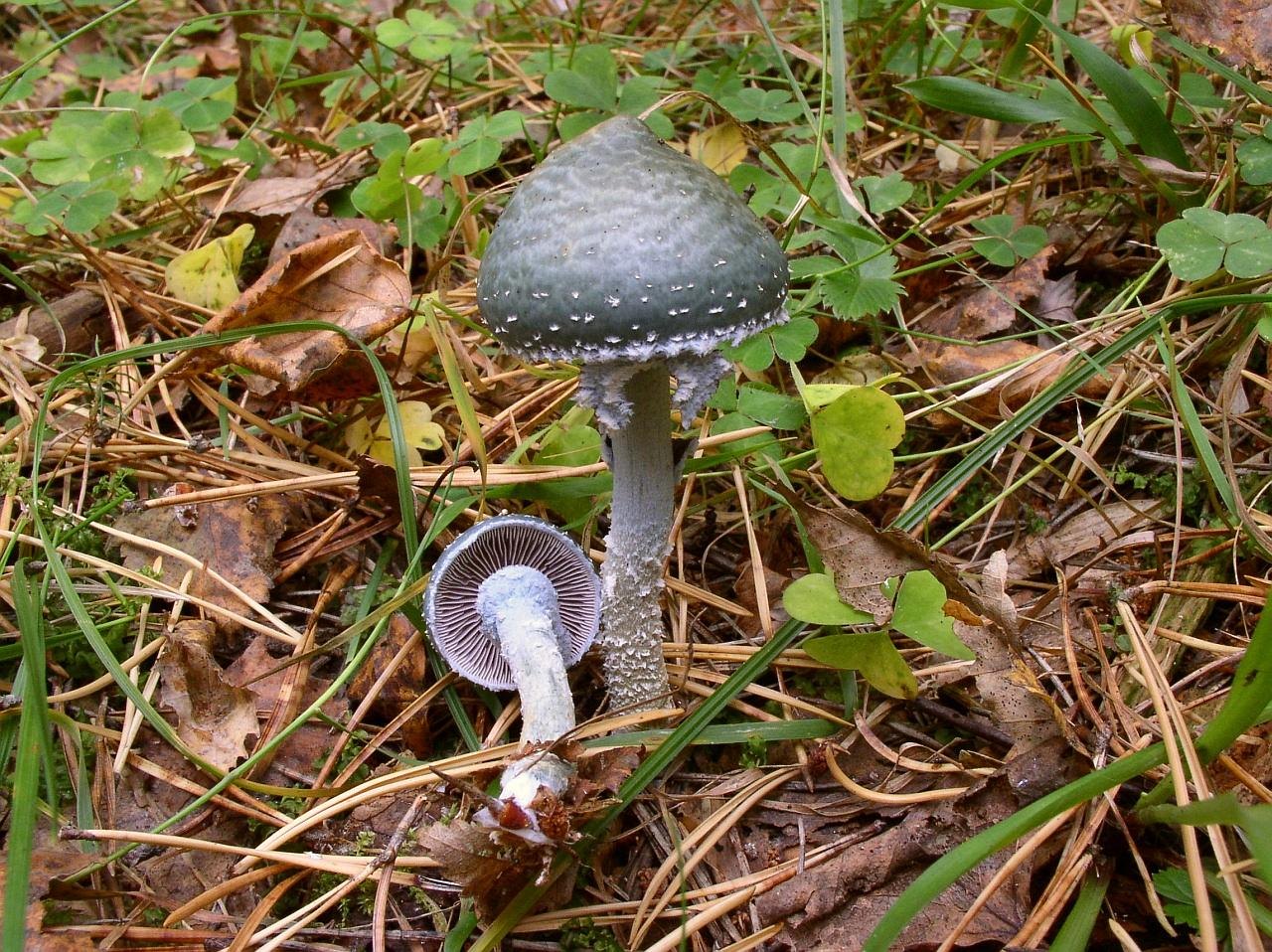 Stropharia