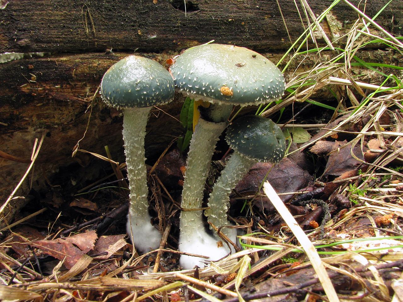 Stropharia aeruginosa
