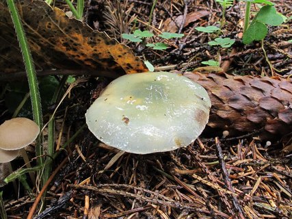 Stropharia aeruginosa