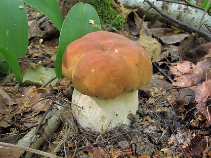 Boletus edulis