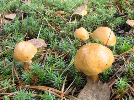 Suillus bovinus