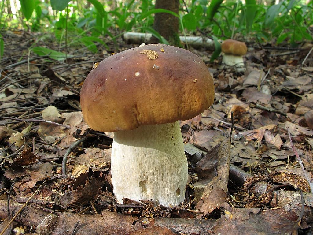Boletus edulis