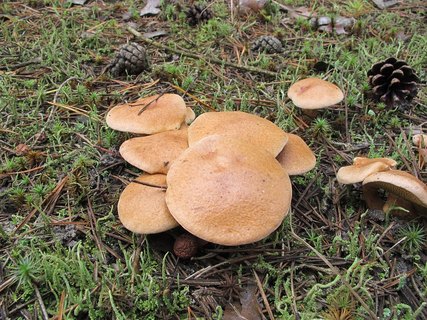 Suillus bovinus
