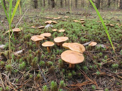 Suillus bovinus