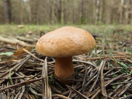 Suillus bovinus