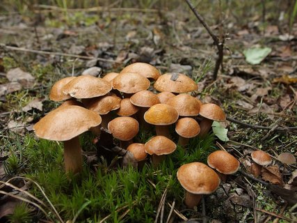 Suillus bovinus