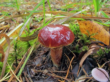 Suillus clintonianus