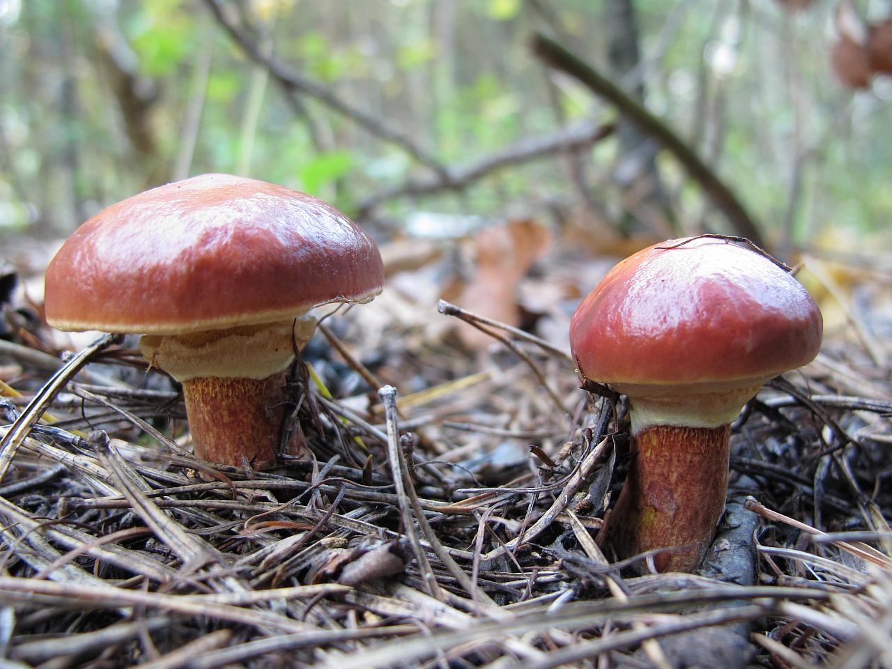 Suillus clintonianus