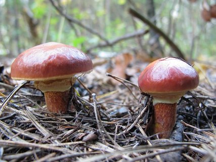 Suillus clintonianus