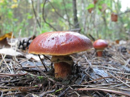 Suillus clintonianus