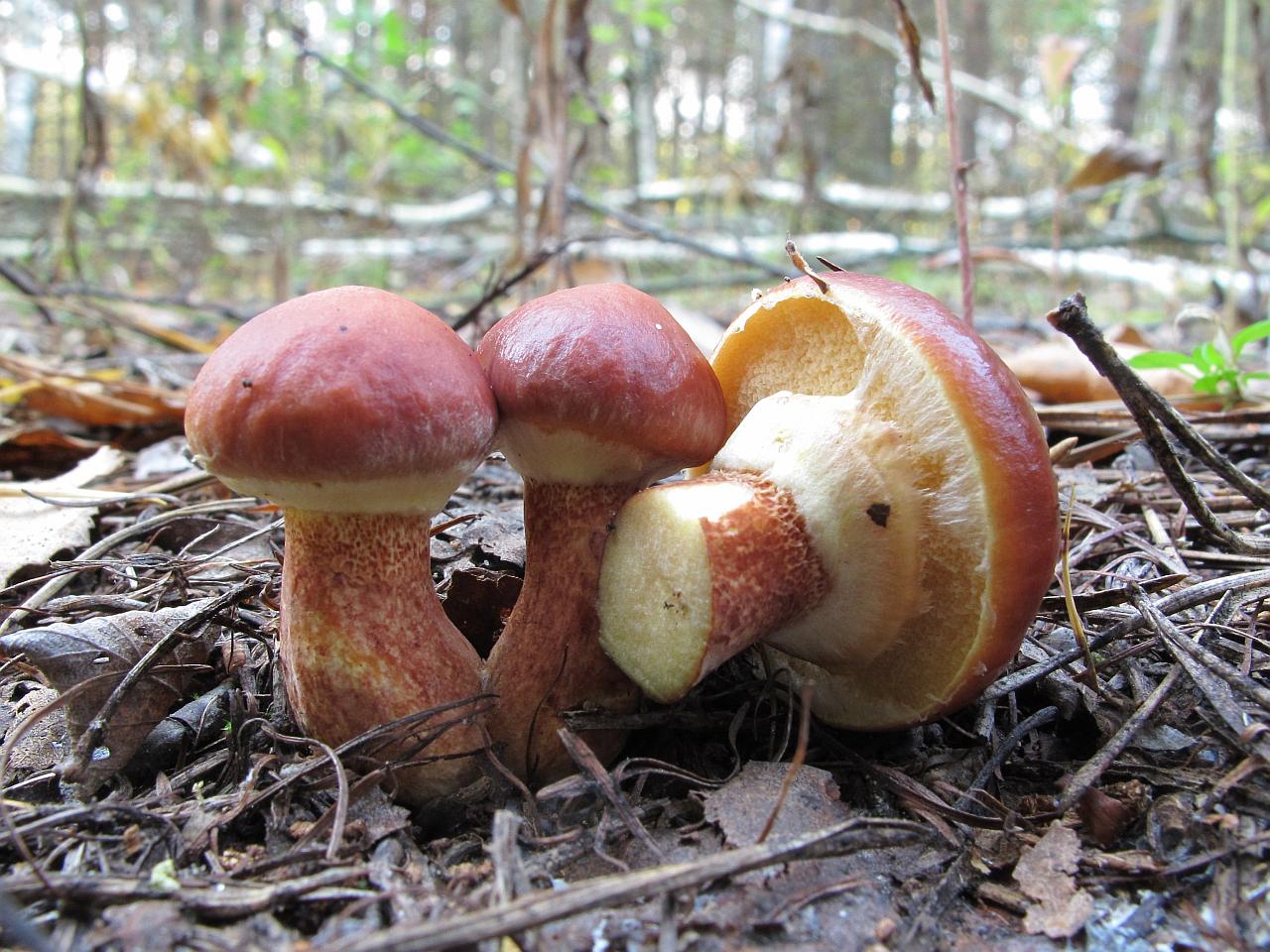 Suillus clintonianus