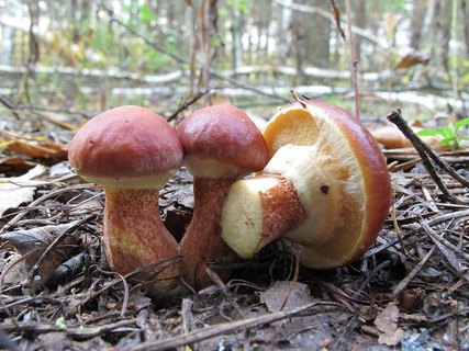 Suillus clintonianus