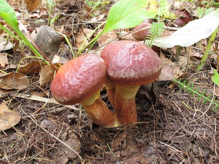 Suillus clintonianus