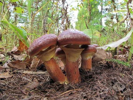 Suillus clintonianus