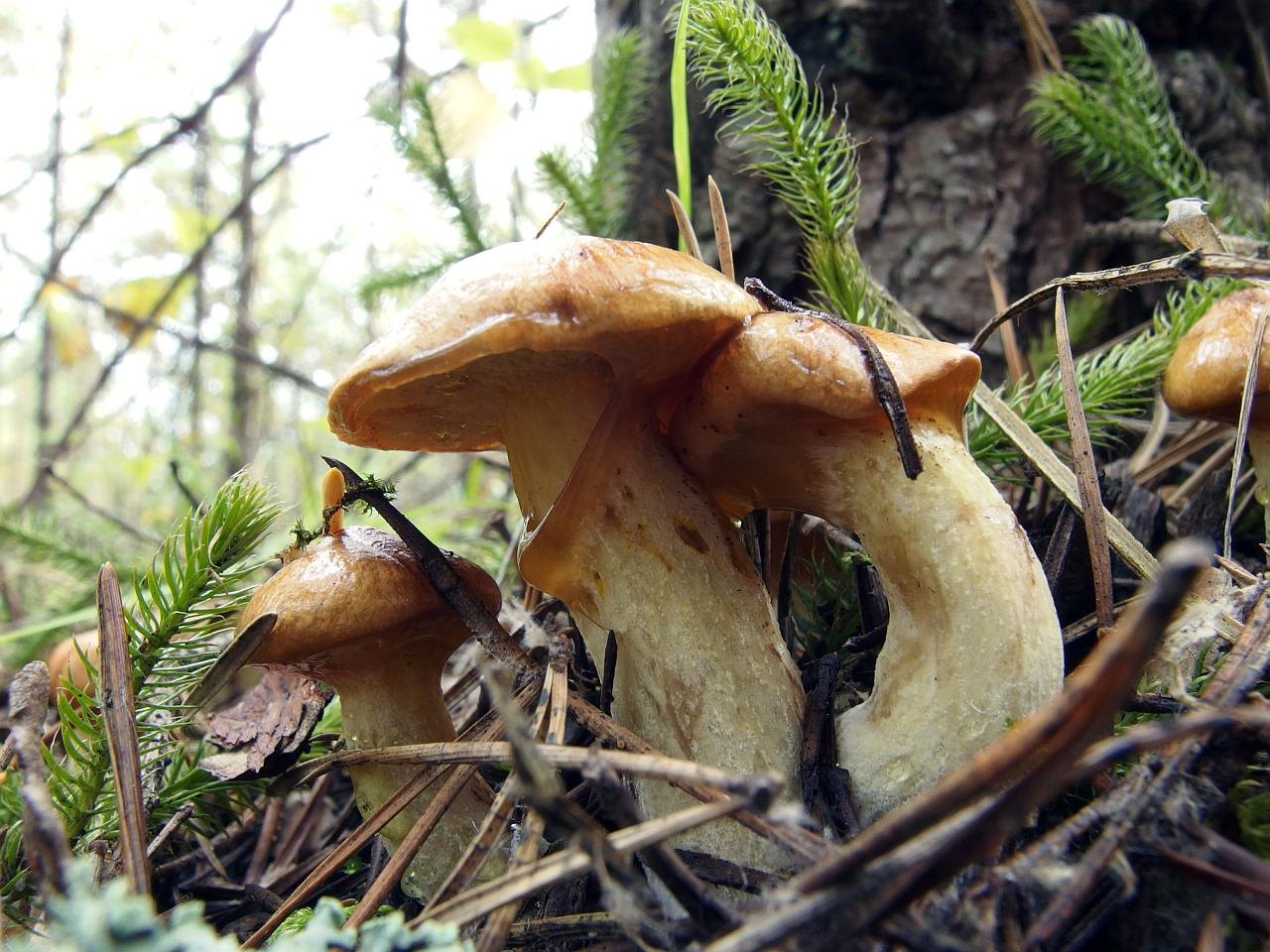 Suillus flavidus