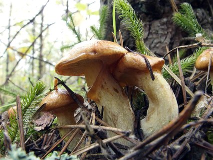 Suillus flavidus