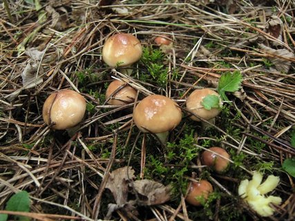 Suillus granulatus