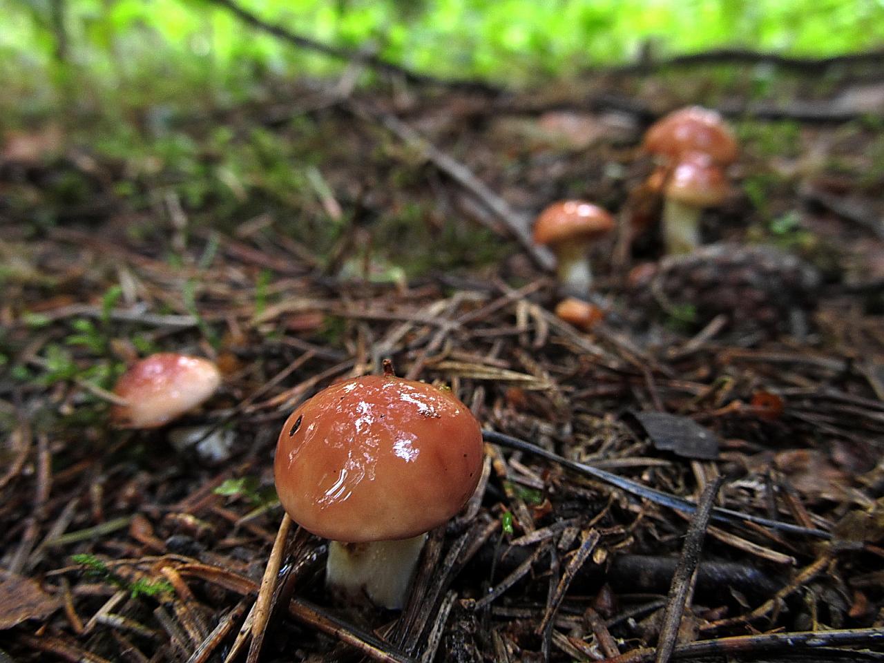 Suillus granulatus