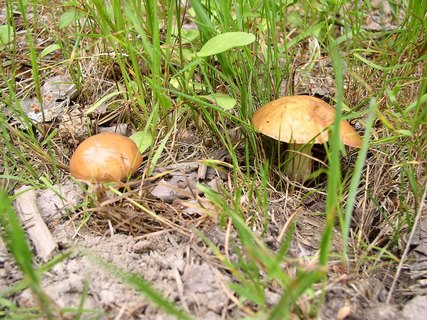 Suillus granulatus