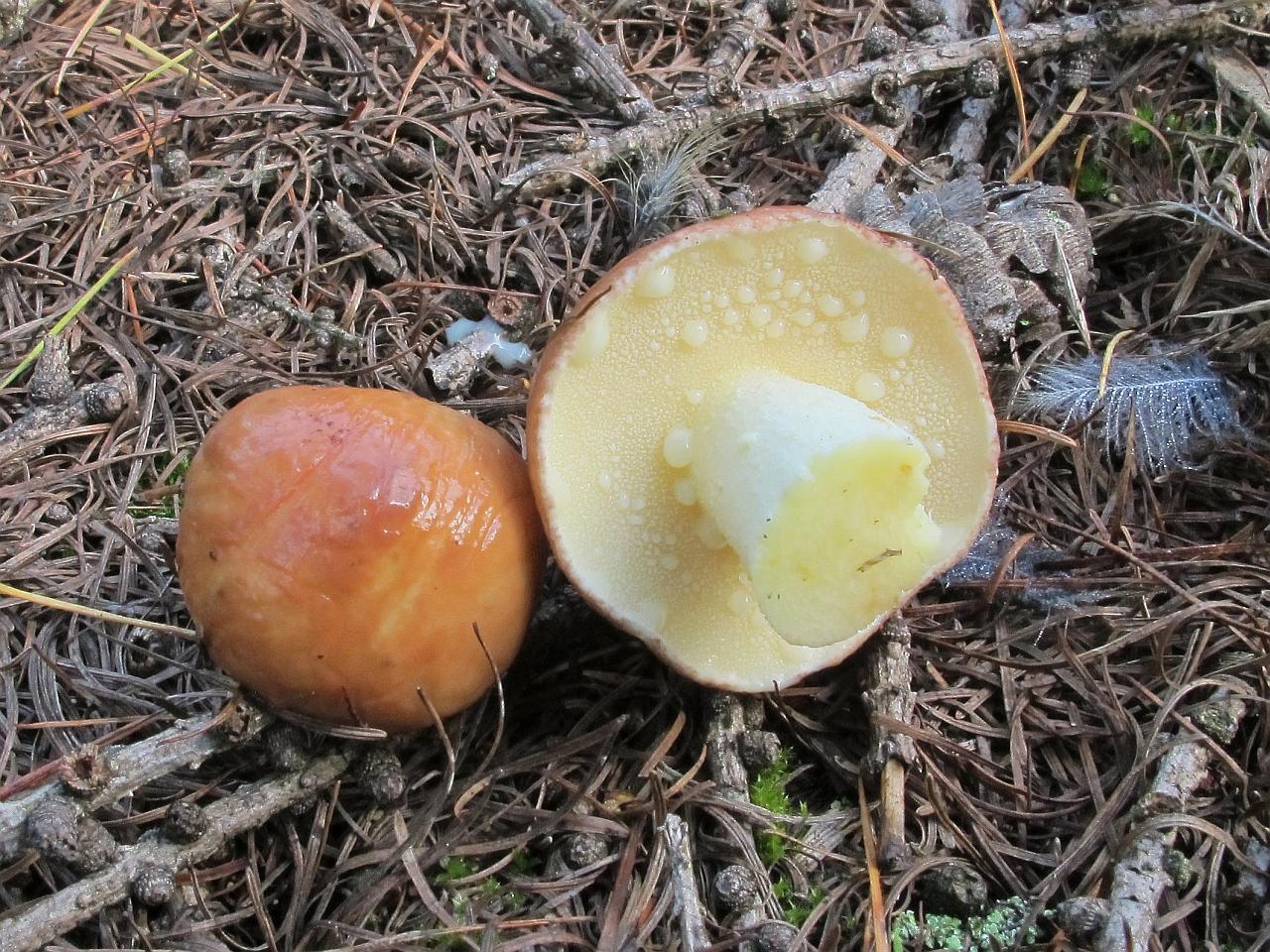 Suillus granulatus