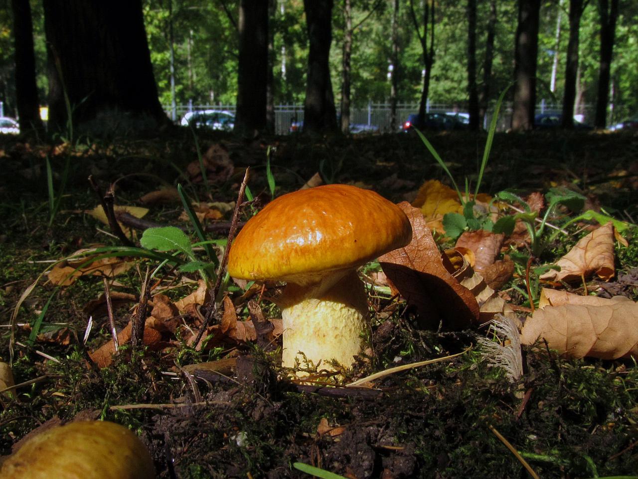 Suillus grevillei