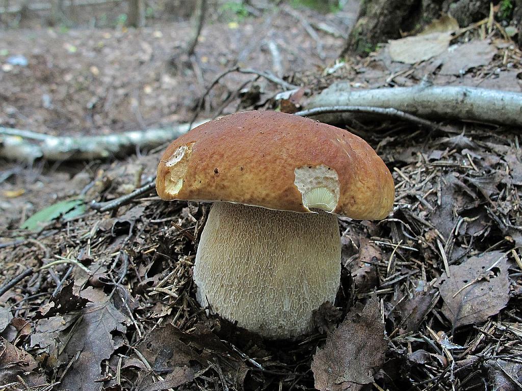 Boletus edulis