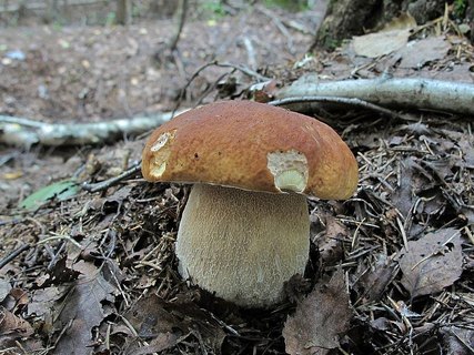 Boletus edulis