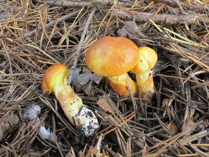 Suillus grevillei