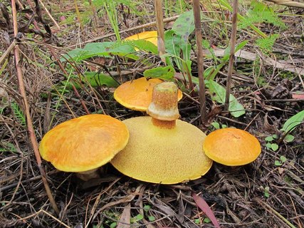 Suillus grevillei