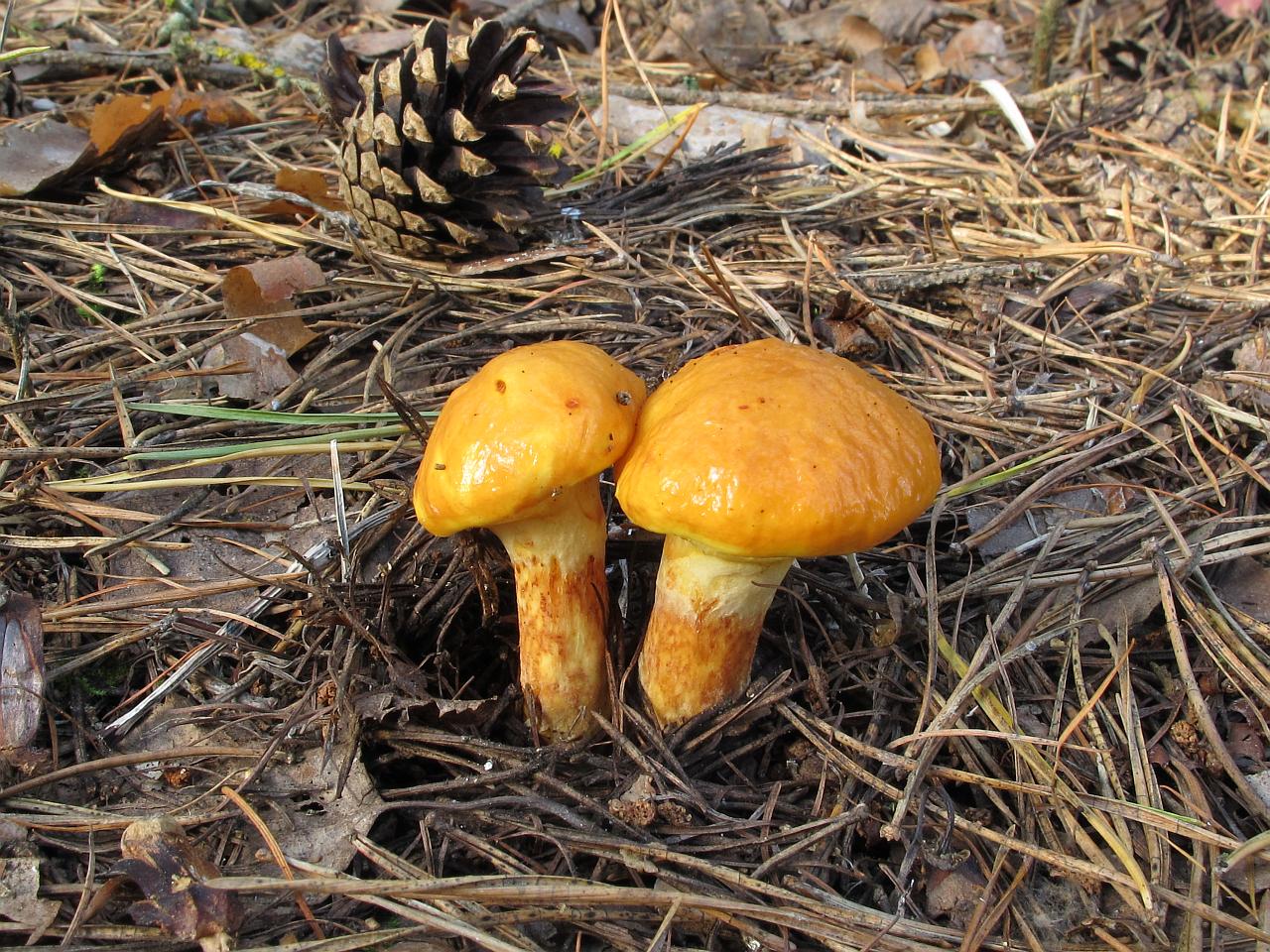 Suillus grevillei