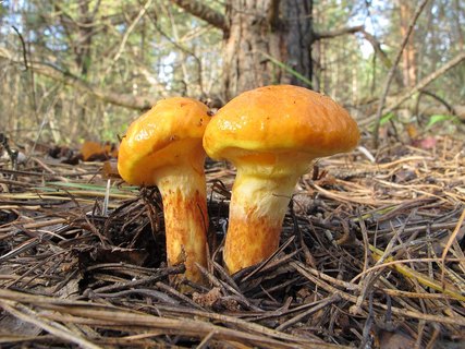 Suillus grevillei