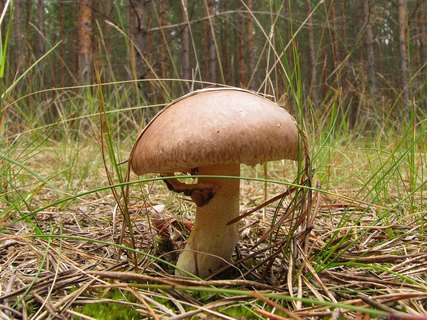 Suillus luteus