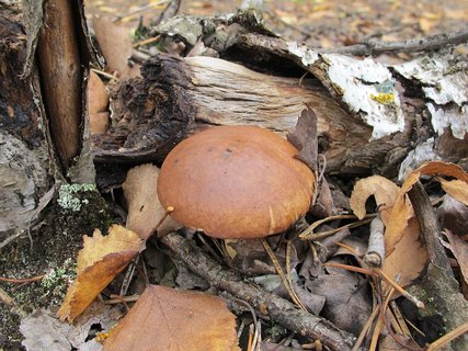 Suillus luteus