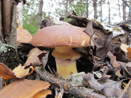 Suillus luteus