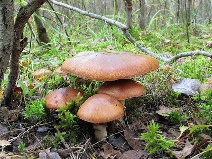 Suillus luteus