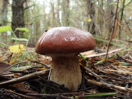 Suillus luteus