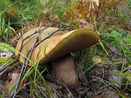 Boletus luridus