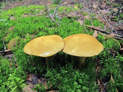 Suillus variegatus