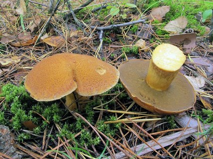Suillus variegatus