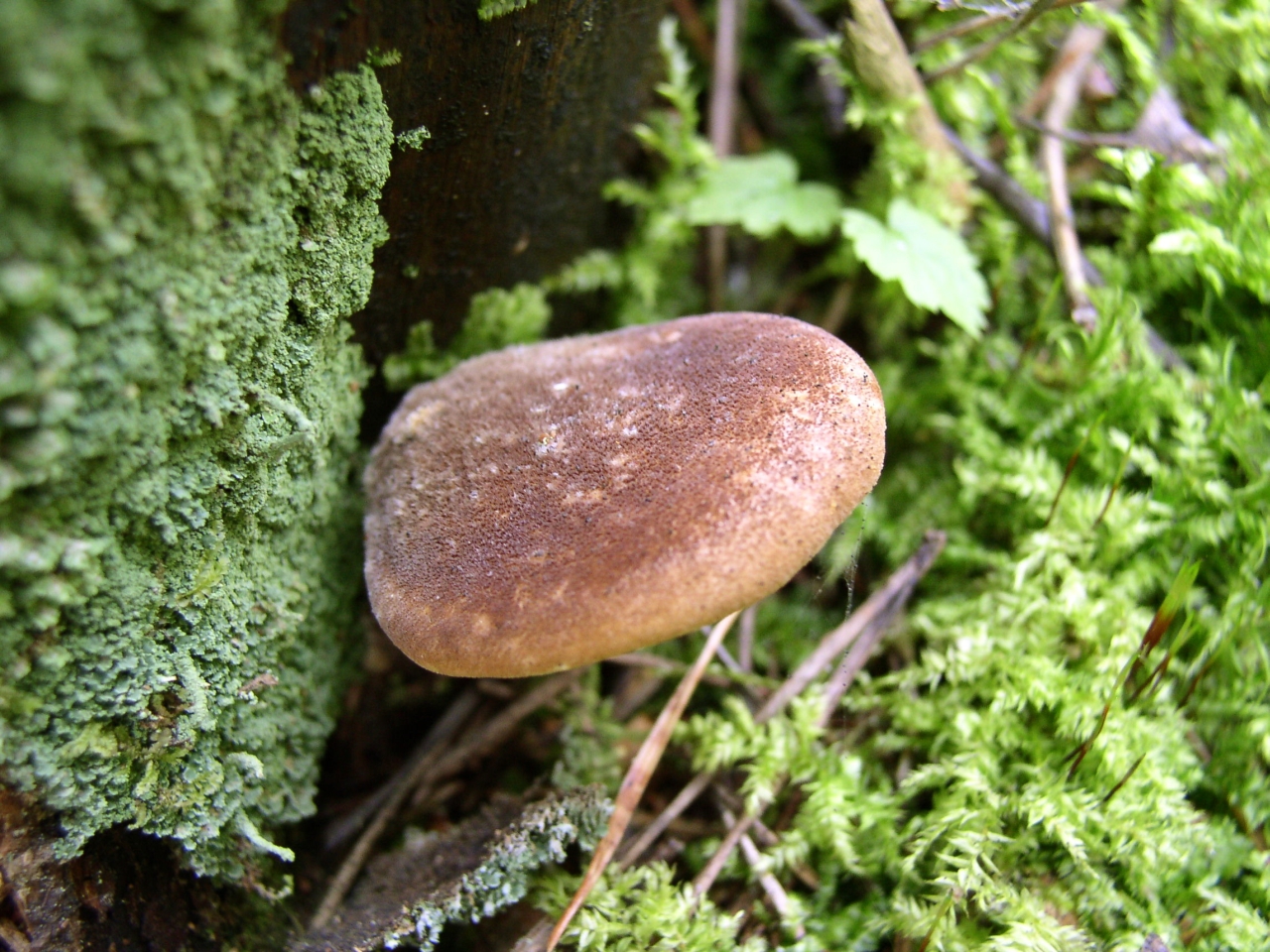 Tapinella atrotomentosa