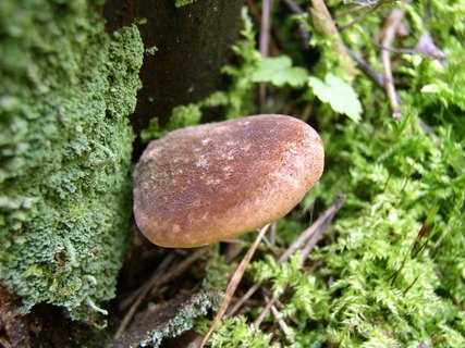 Tapinella atrotomentosa