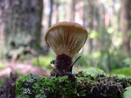 Tapinella atrotomentosa
