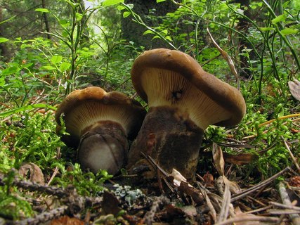 Tapinella atrotomentosa