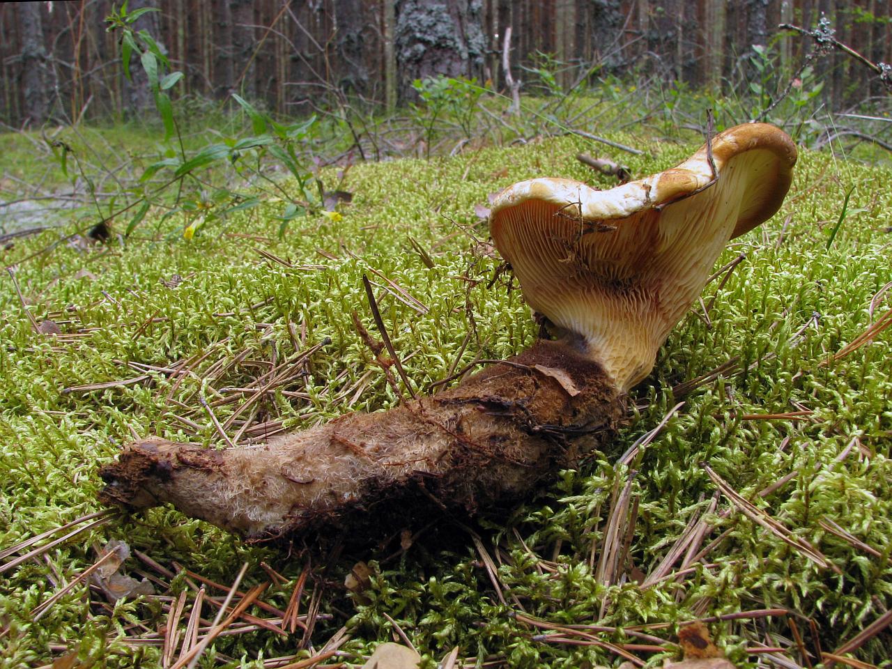 Tapinella atrotomentosa